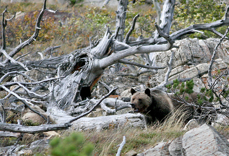 IMAGE: http://wadjelaphotography.smugmug.com/photos/206709849_3PJs3-L-11.jpg