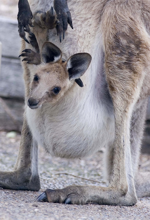 IMAGE: http://wadjelaphotography.smugmug.com/photos/53935542_nXpvB-XL-1.jpg