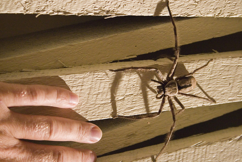 IMAGE: http://wadjelaphotography.smugmug.com/photos/64656729_VDjd6-L.jpg