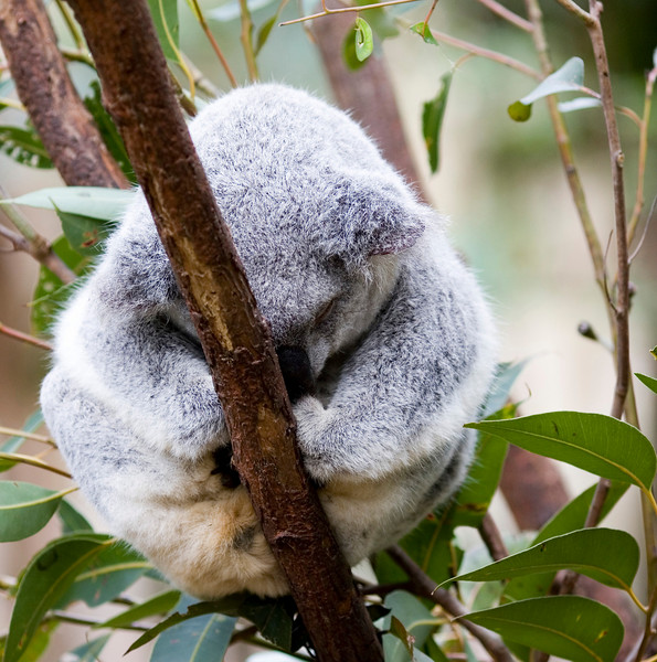 IMAGE: http://wadjelaphotography.smugmug.com/photos/94252953_LAH5W-L.jpg